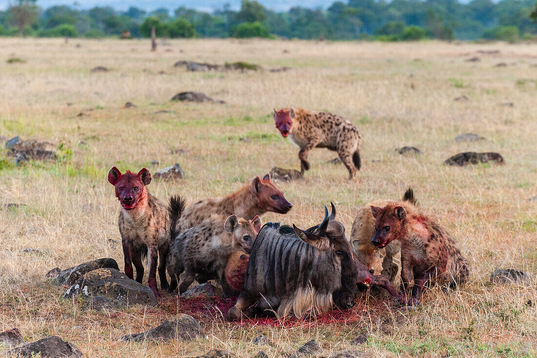 Spotted hyenas, Crocuta crocuta, feeding on wildebeest, Connochaetes taurinus, while still alive. Masai Mara National Reserve, Kenya, Africa.