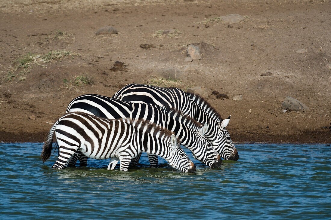 Plains zebras, Equus quagga, drinking at water hole.