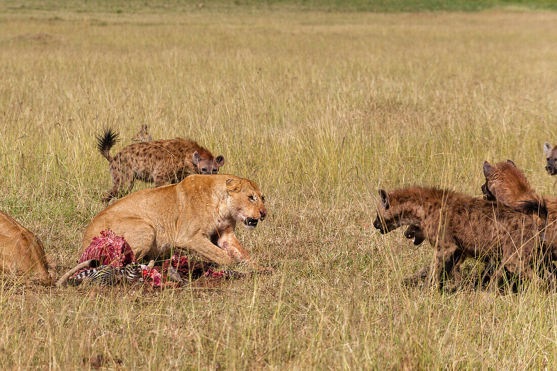 Löwinnen, Panthera leo, fressen ein Zebra, während Tüpfelhyänen, Crocuta crocuta, versuchen, es zu erbeuten. Masai Mara Nationalreservat, Kenia, Afrika.