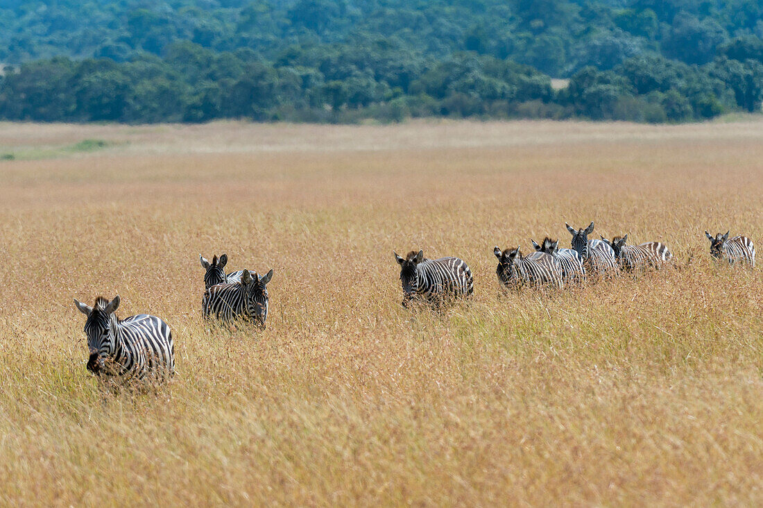 Plains zebras, Equus quagga, walking in a line in tall grass.