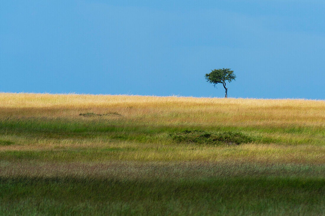 Ein einsamer Akazienbaum in den Ebenen der Masai Mara. Masai Mara Nationalreservat, Kenia, Afrika.