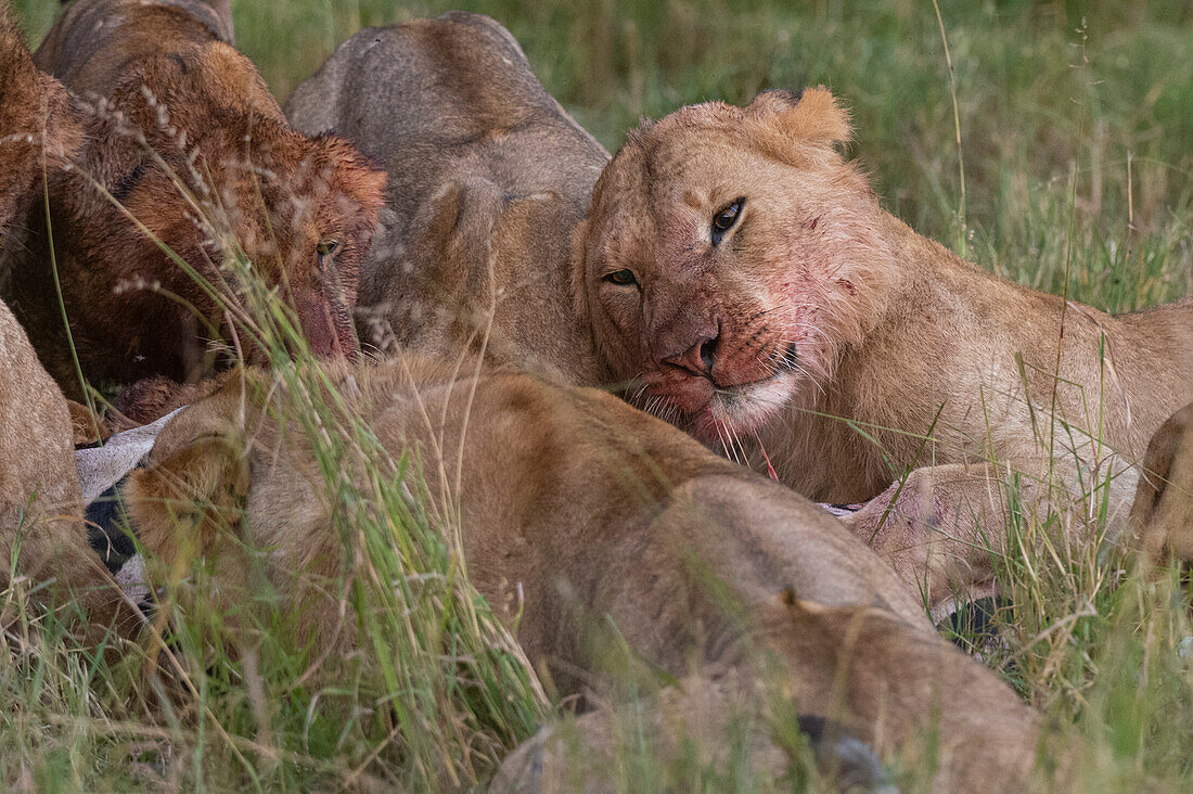 Löwinnen, Panthera leo, beim Fressen eines Zebras. Masai Mara-Nationalreservat, Kenia, Afrika.