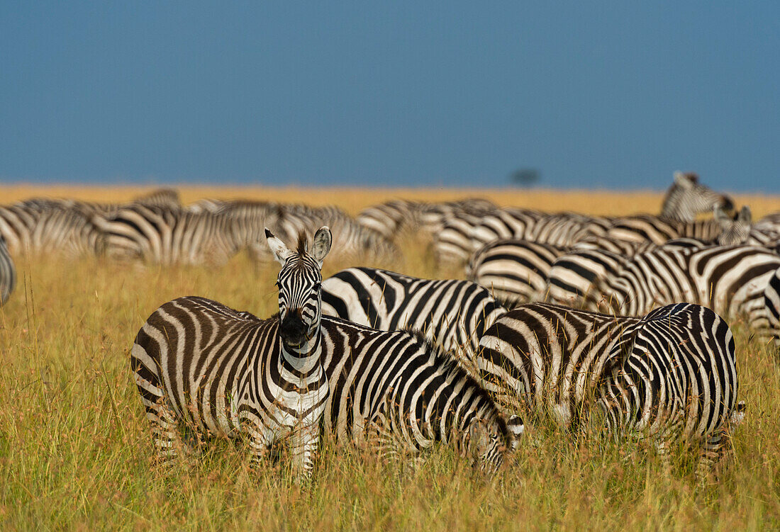 Hundreds of plains zebras, Equus quagga, in the savannah.