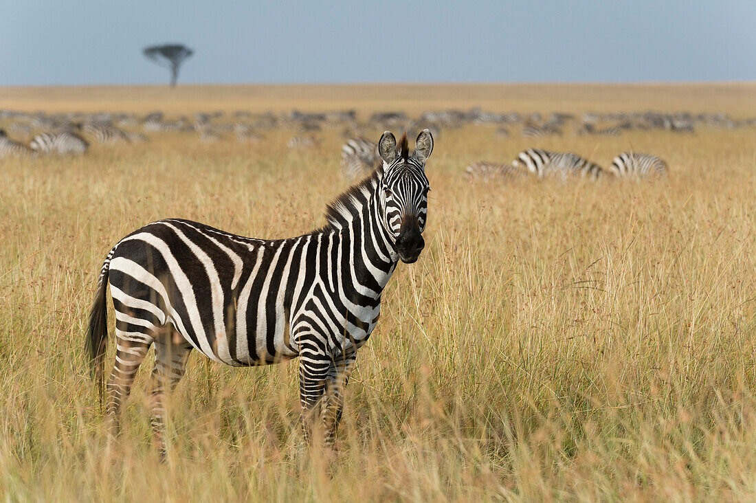 Herde von Steppenzebras, Equus quagga, im Gras im Masai Mara National Reserve. Masai Mara-Nationalreservat, Kenia, Afrika.