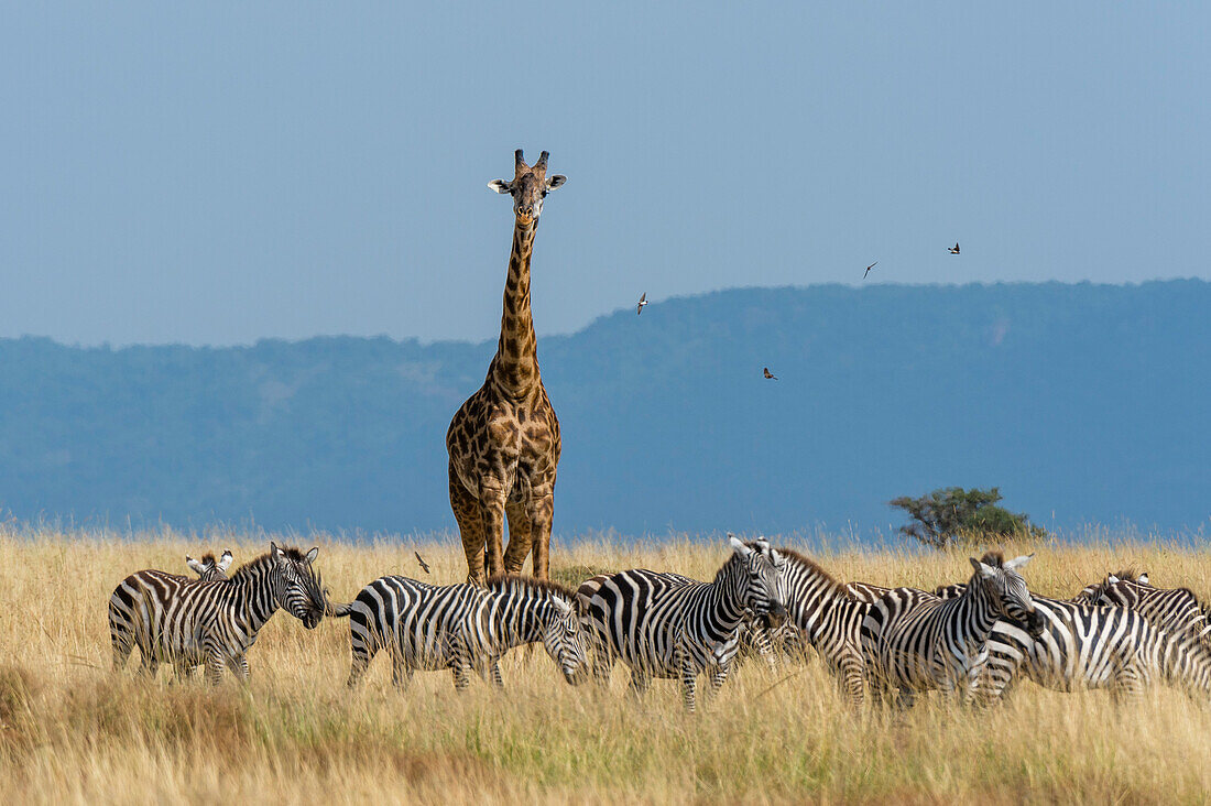 Eine Masai-Giraffe, Giraffa camelopardalis tippelskirchi, und Burchell's Zebras, Equus quagga burchelli, wallen in der Savanne.
