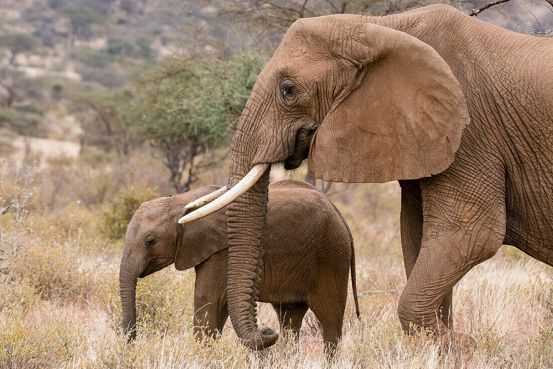 A female African elephant, Loxodonta Africana, walking with its calf, Kalama conservancy, Samburu, Kenya. Kenya.