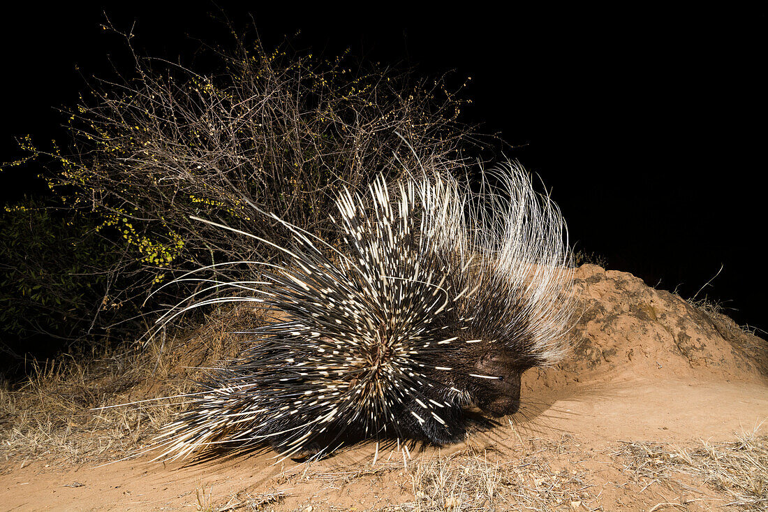A remote camera trap captures a porcupine, Hystrix cristata, Kalama Conservancy, Samburu, Kenya. Kenya.