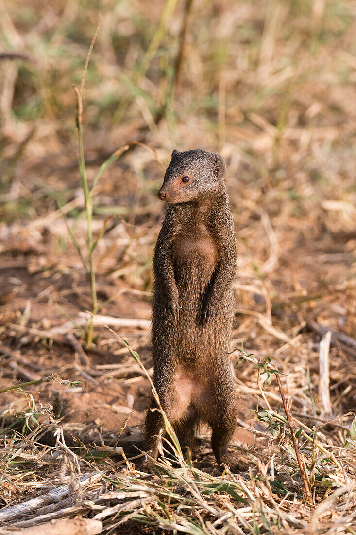 Ein Zwergmanguste, Helogale parvula, beobachtet die Landschaft, Samburu, Kenia. Kenia.