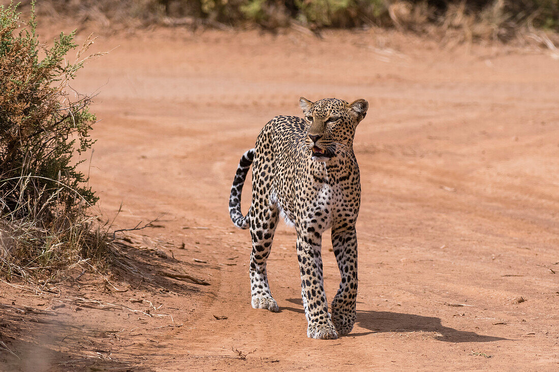 A leopard, Panthera pardus, walks along a road in Samburu National Reserve, Kenya. Kenya.