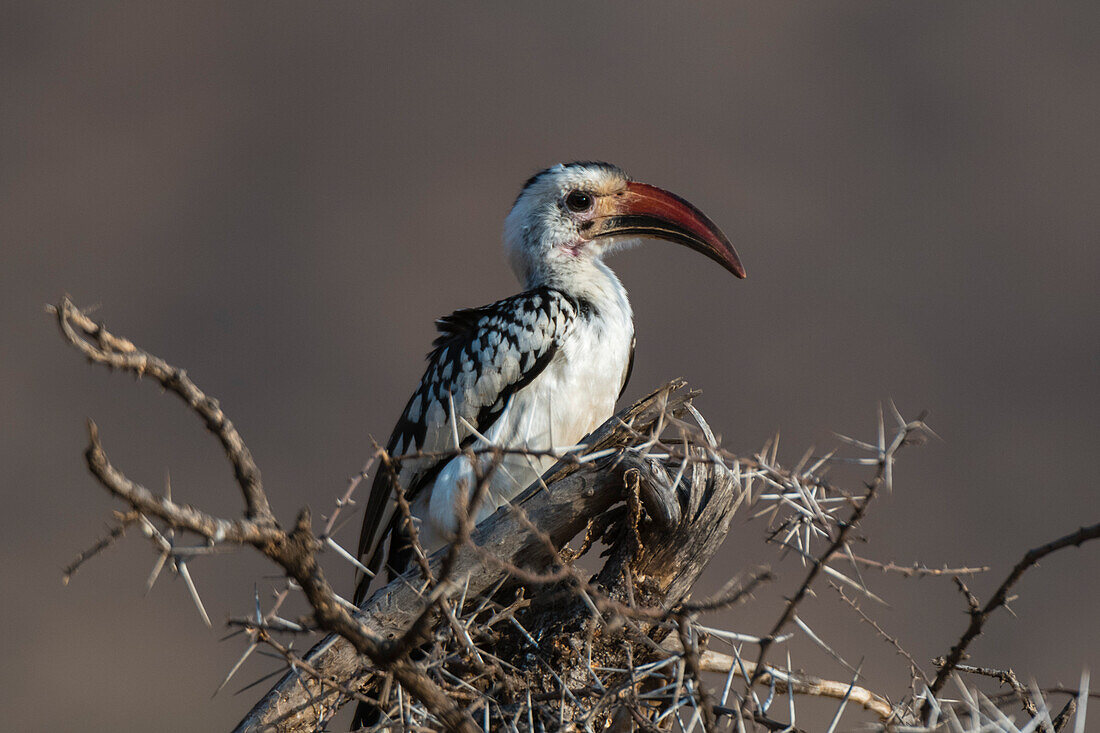 Ein Rotschnabel-Hornvogel, Tockus erythrorhynchus, Kalama Conservancy, Samburu, Kenia. Kenia.