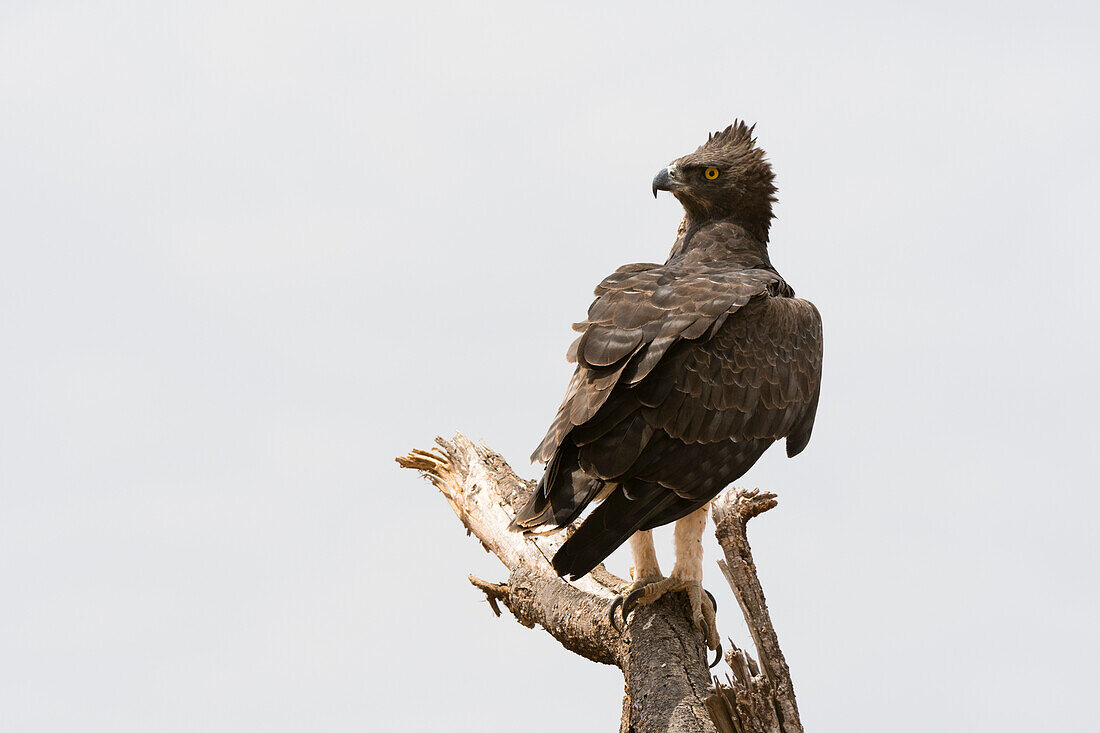 A martial eagle, Polemaetus bellicosus, perched on a tree branch surveying the savannah, Samburu National Reserve, Kenya. Kenya.