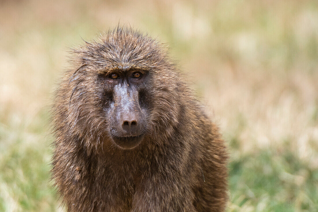 Portrait of an olive baboon, Papio anubis, Kalama Conservancy, Samburu, Kenya. Kenya.