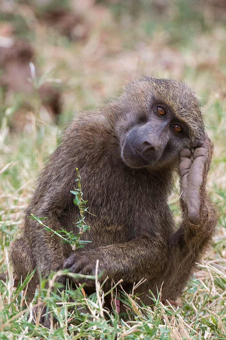 Porträt eines Olivenpavians, Papio anubis, Kalama Conservancy, Samburu, Kenia. Kenia.