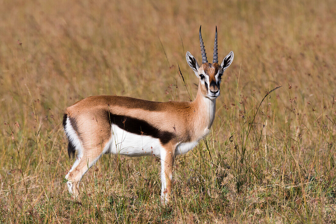 Eine Thomson-Gazelle, Gazella thomsonii, schaut in die Kamera im Masai Mara National Reserve, Kenia. Kenia.