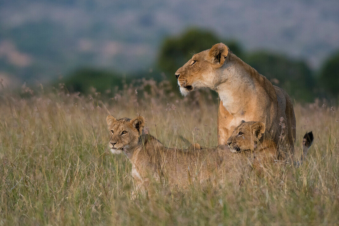 Eine Löwin, Panthera leo, wird bei ihrer Rückkehr von ihren Jungen begrüßt, Masai Mara, Kenia. Kenia.