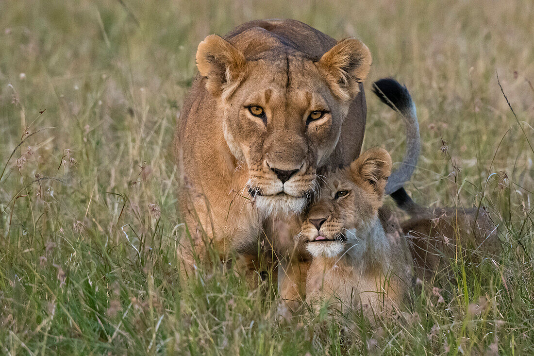 Eine Löwin, Panthera leo, wird nach ihrer Rückkehr von ihren Jungen begrüßt, Masai Mara, Kenia. Kenia.