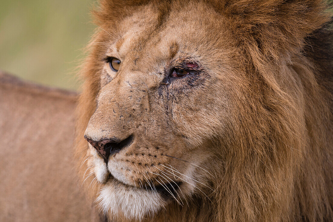 Porträt eines männlichen Löwen, Panthera leo, Masai Mara, Kenia. Kenia.
