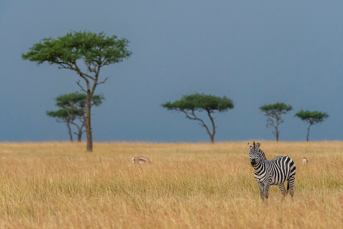 Ein Steppenzebra, Equus quagga, in den von Akazienbäumen gesäumten Masai Mara-Ebenen, Masai Mara National Reserve, Kenia. Kenia.