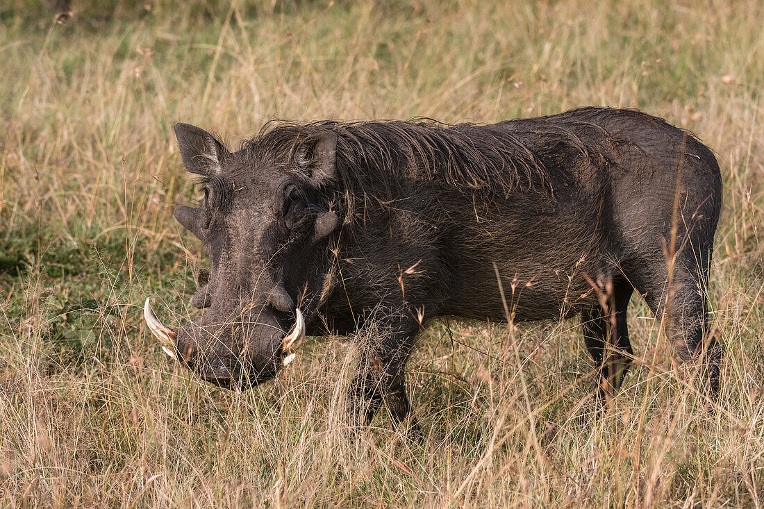 A warthog, Phacochoerus aethiopicus, Masai Mara National Reserve, Kenya. Kenya.