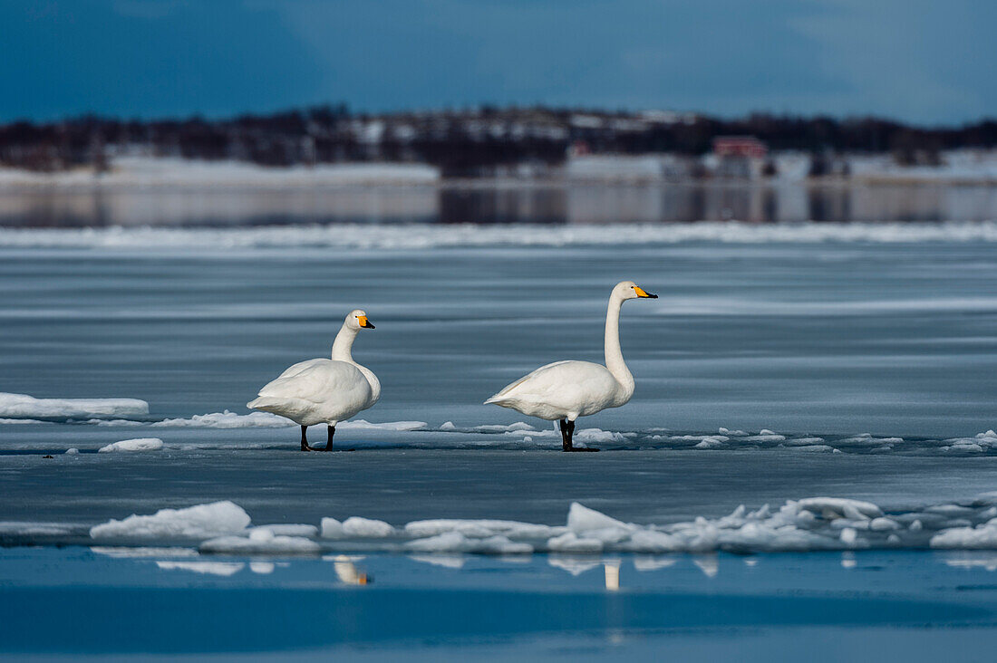 Two whooper swans, Cygnus cygnus, in an icy water landscape. Vestvagoy, Lofoten Islands, Nordland, Norway.