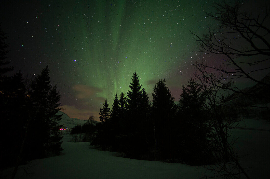 Nordlichter über Kiefern. Laukvik, Nordland, Norwegen.