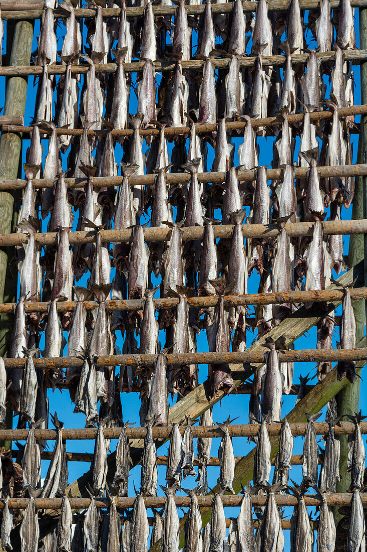 Cod fish drying on racks in the traditional manner. Svolvaer, Lofoten Islands, Nordland, Norway.
