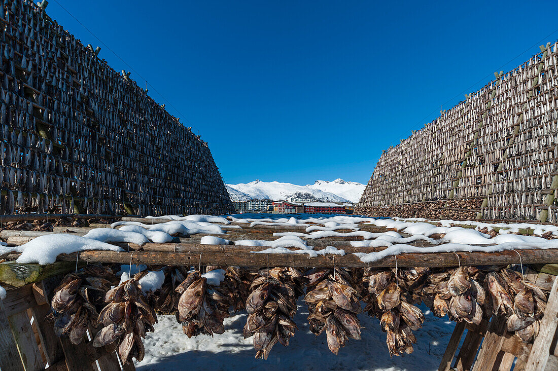 Aufgereihte Kabeljauköpfe, die auf traditionelle Weise an einem Trockengestell hängen. Ganze Fische werden auf erhöhten Gestellen aufgehängt. Svolvaer, Lofoten-Inseln, Nordland, Norwegen.