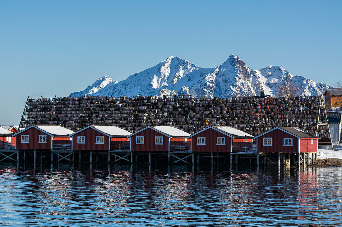 Rote Häuser und Kabeljau auf einem Trockengestell. Svolvaer, Lofoten-Inseln, Nordland, Norwegen.