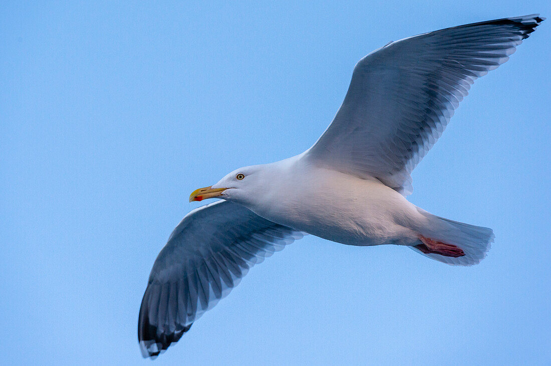 A seagull in flight. Svolvaer, Lofoten Islands, Nordland, Norway.
