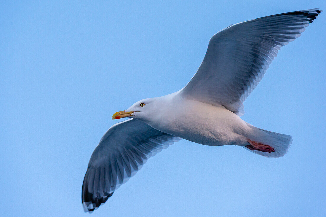 Eine Möwe im Flug. Svolvaer, Lofoten-Inseln, Nordland, Norwegen.