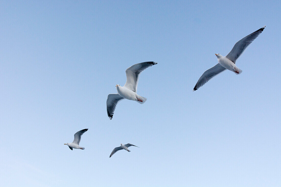 Vier Möwen im Flug. Svolvaer, Lofoten-Inseln, Nordland, Norwegen.