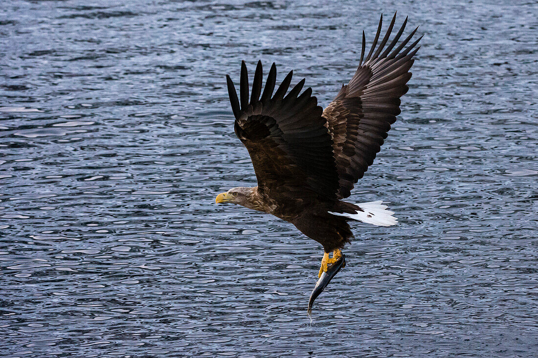 A white-tailed sea eagle, Haliaeetus albicilla, flying off with a freshly caught fish. Lofoten Islands, Nordland, Norway.