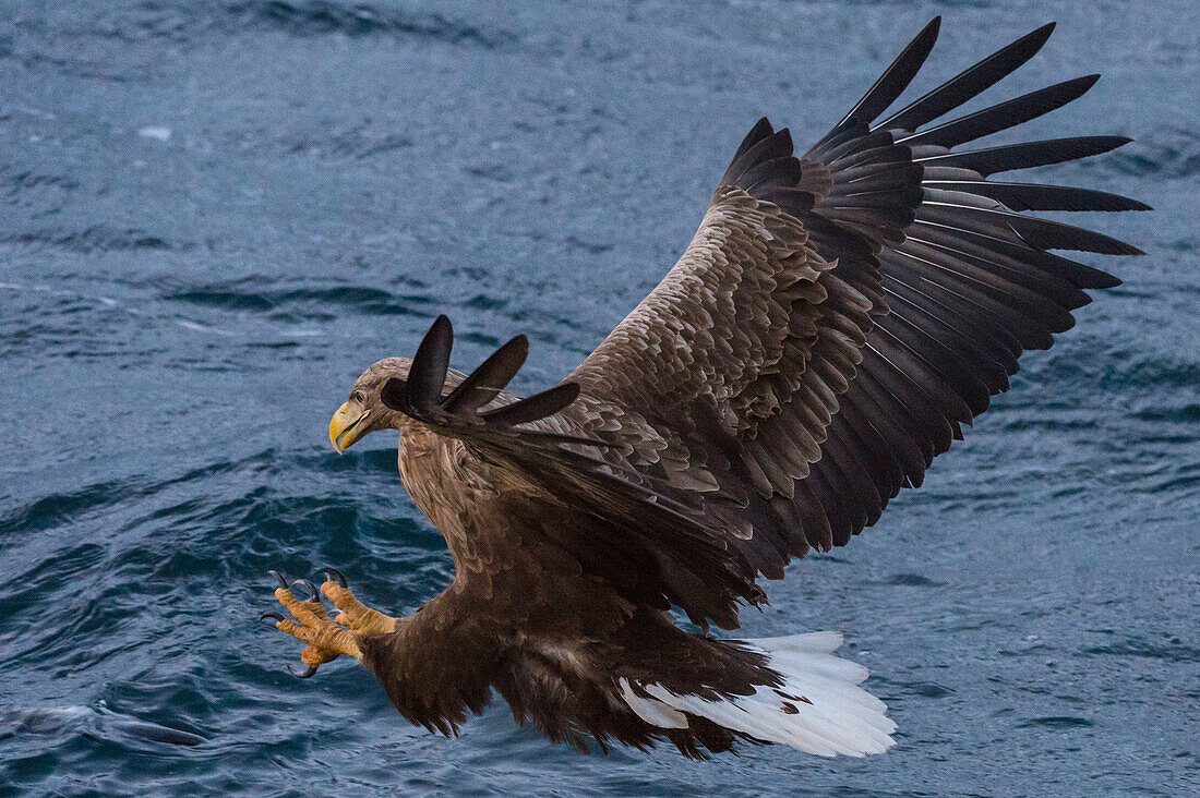 Ein Seeadler, Haliaeetus albicilla, im Sturzflug, um einen Fisch zu fangen. Lofoten-Inseln, Nordland, Norwegen.