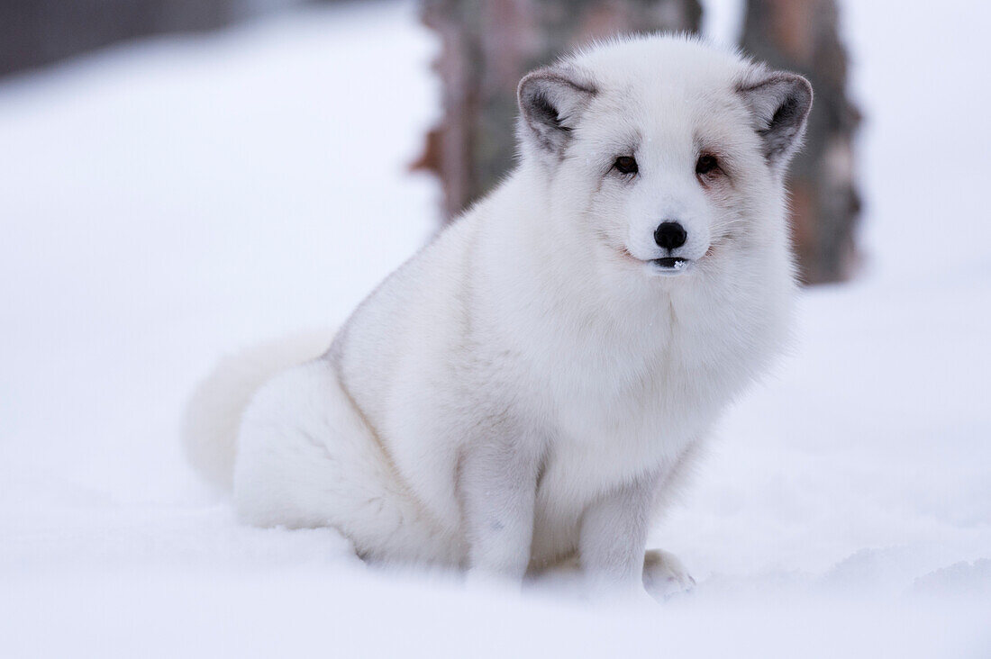 Porträt eines Polarfuchses, Vulpes lagopus, im Schnee. Polarpark, Bardu, Troms, Norwegen.