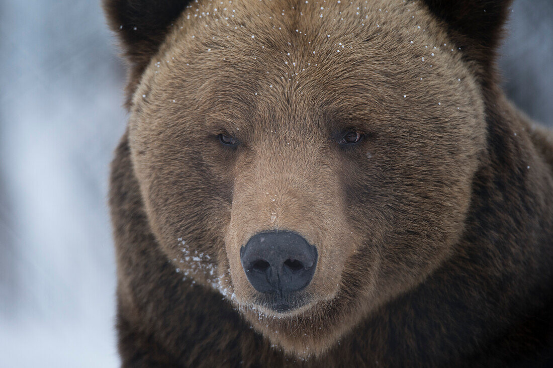 Close up portrait of a brown bear, Ursus arctos. Polar Park, Bardu, Troms, Norway.
