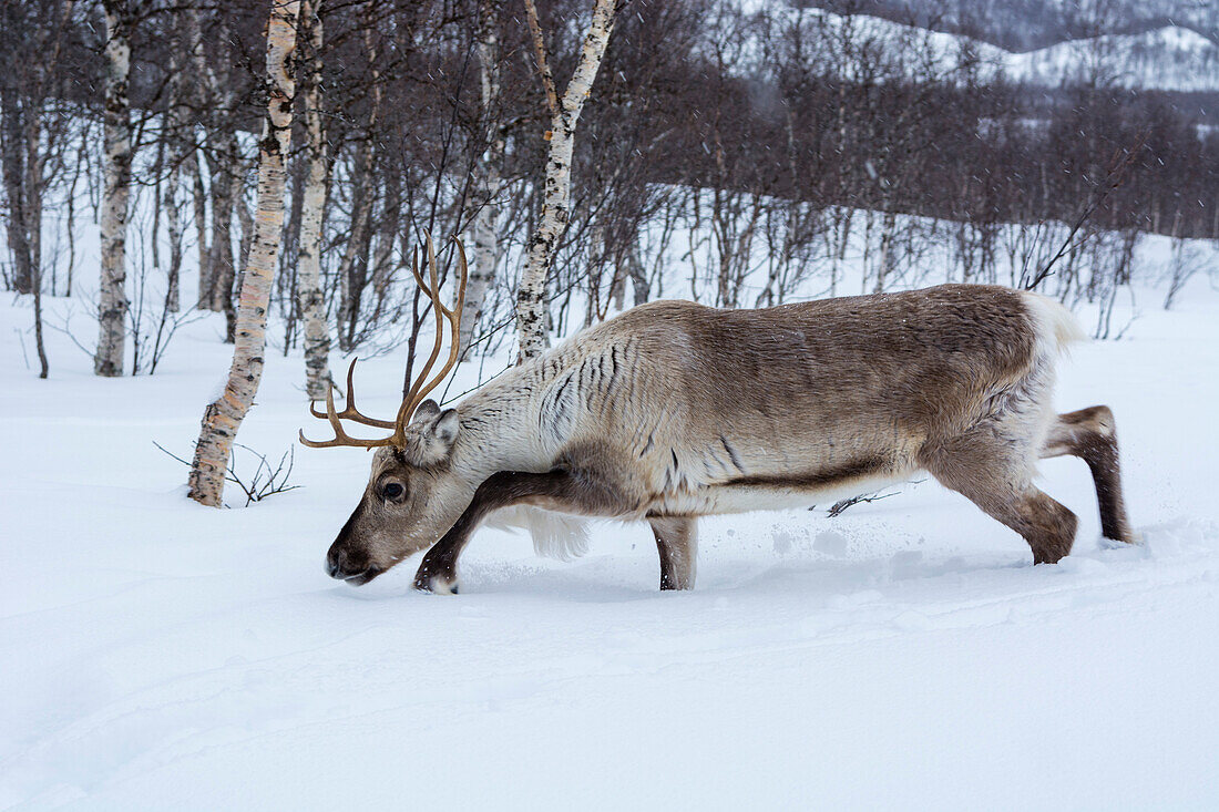 A reindeer, Rangifer tarandus, walking in the snow. Polar Park, Bardu, Troms, Norway.