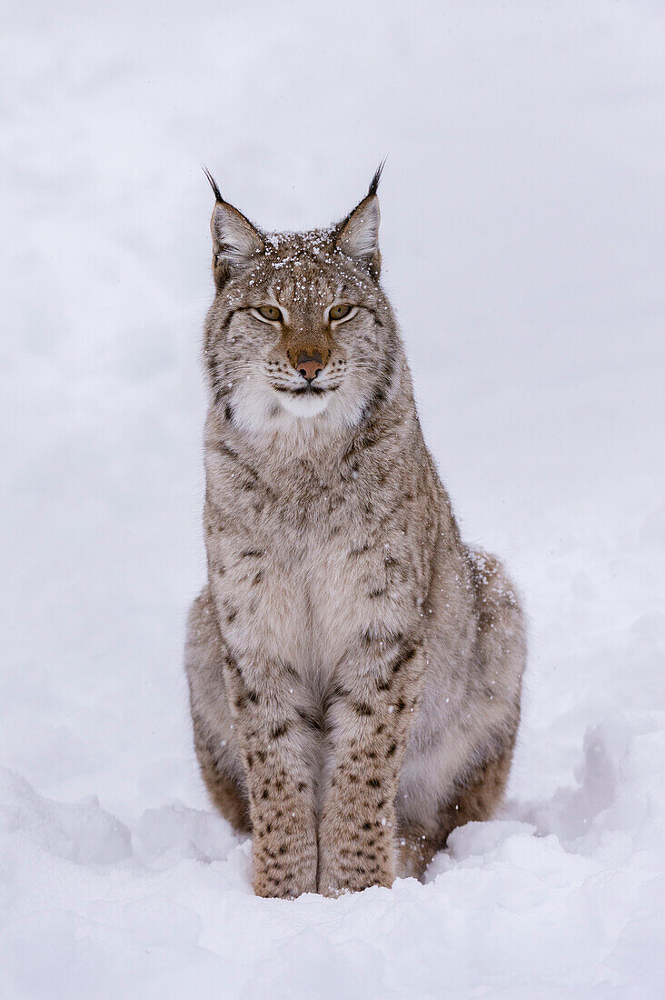 Porträt eines europäischen Luchses, Lynx lynx, der im Schnee sitzt. Polarpark, Bardu, Troms, Norwegen.