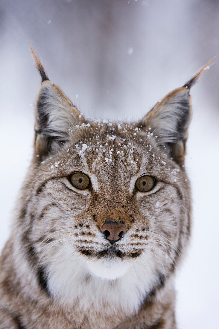 Nahaufnahme eines Europäischen Luchses, Lynx lynx. Polarpark, Bardu, Troms, Norwegen.