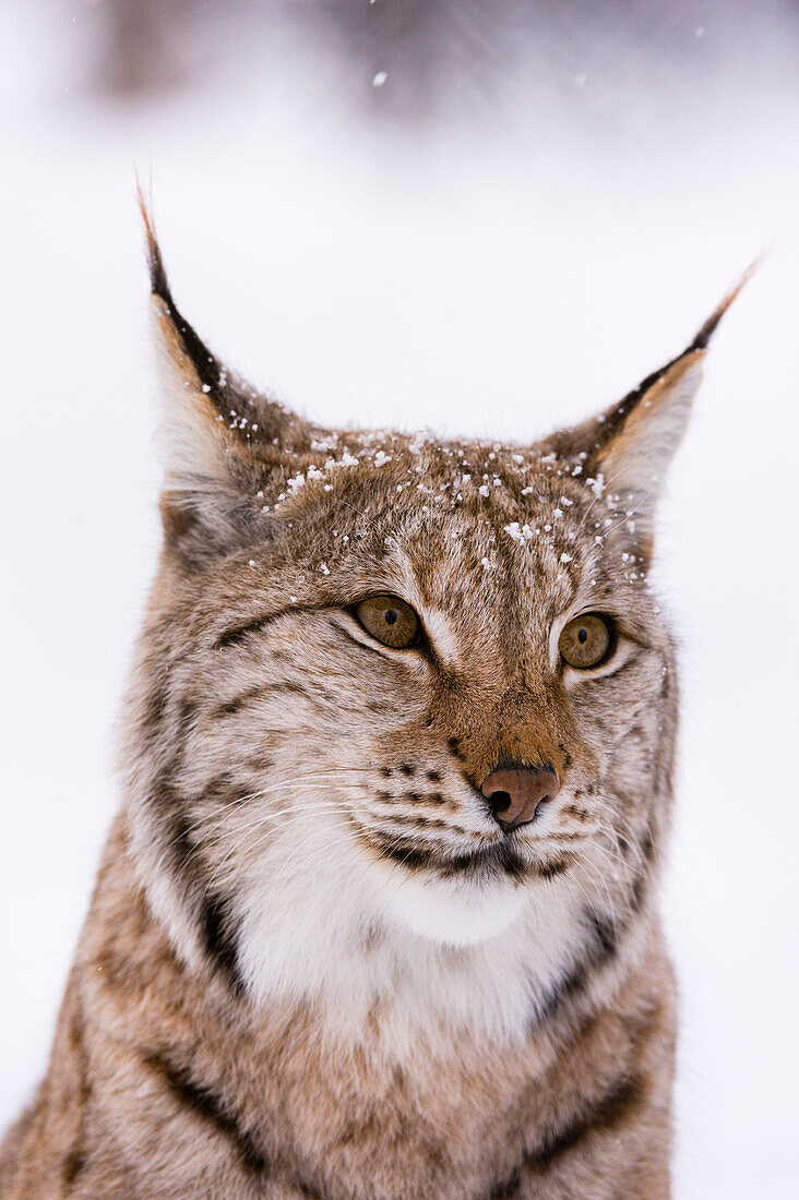 Close up portrait of a European lynx, Lynx lynx. Polar Park, Bardu, Troms, Norway.