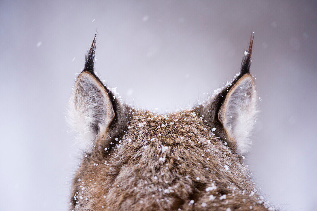 Blick von hinten auf die Ohren eines europäischen Luchses, Lynx lynx. Polarpark, Bardu, Troms, Norwegen.