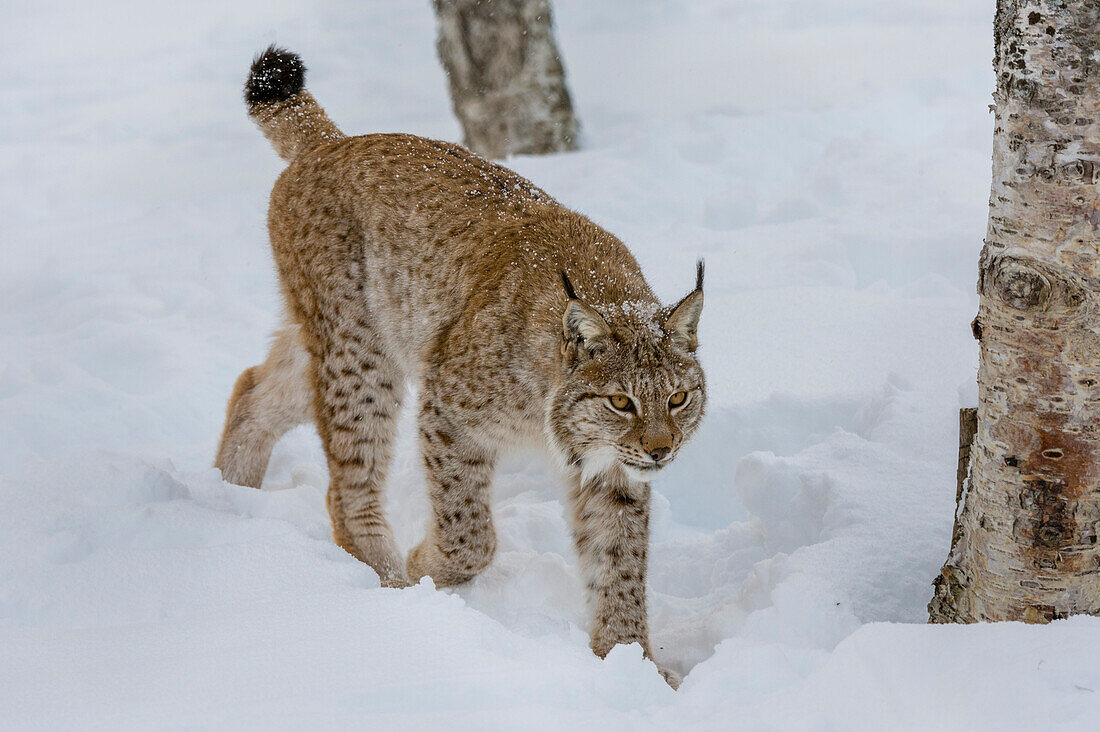 A European lynx, Lynx lynx, walking in the snow. Polar Park, Bardu, Troms, Norway.