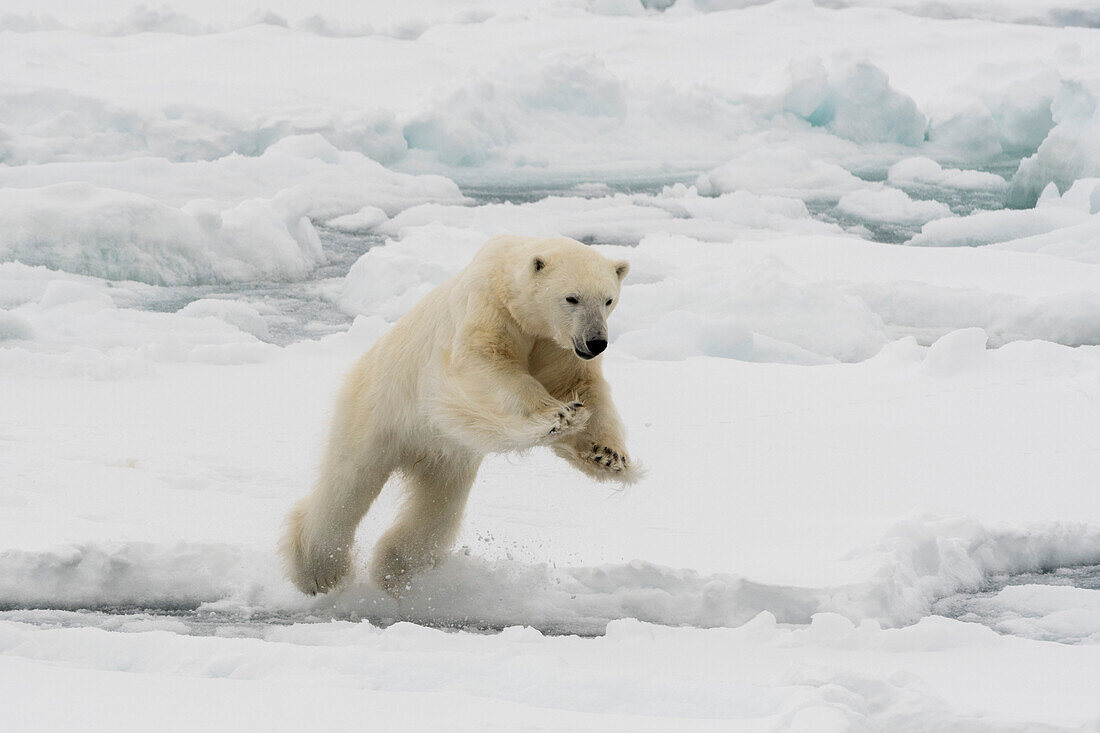 Ein Eisbär mitten im Sprung, Ursus maritimus. Nordpolareiskappe, Arktischer Ozean