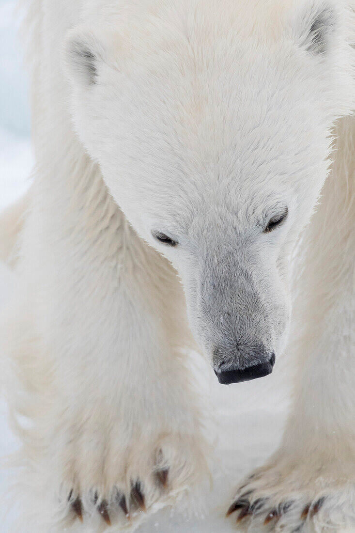 Ein Porträt eines Eisbären, Ursus maritimus. Nordpolareiskappe, Arktischer Ozean