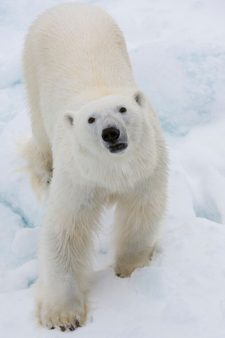 Ein Eisbär, Ursus maritimus. Nordpolareiskappe, Arktischer Ozean