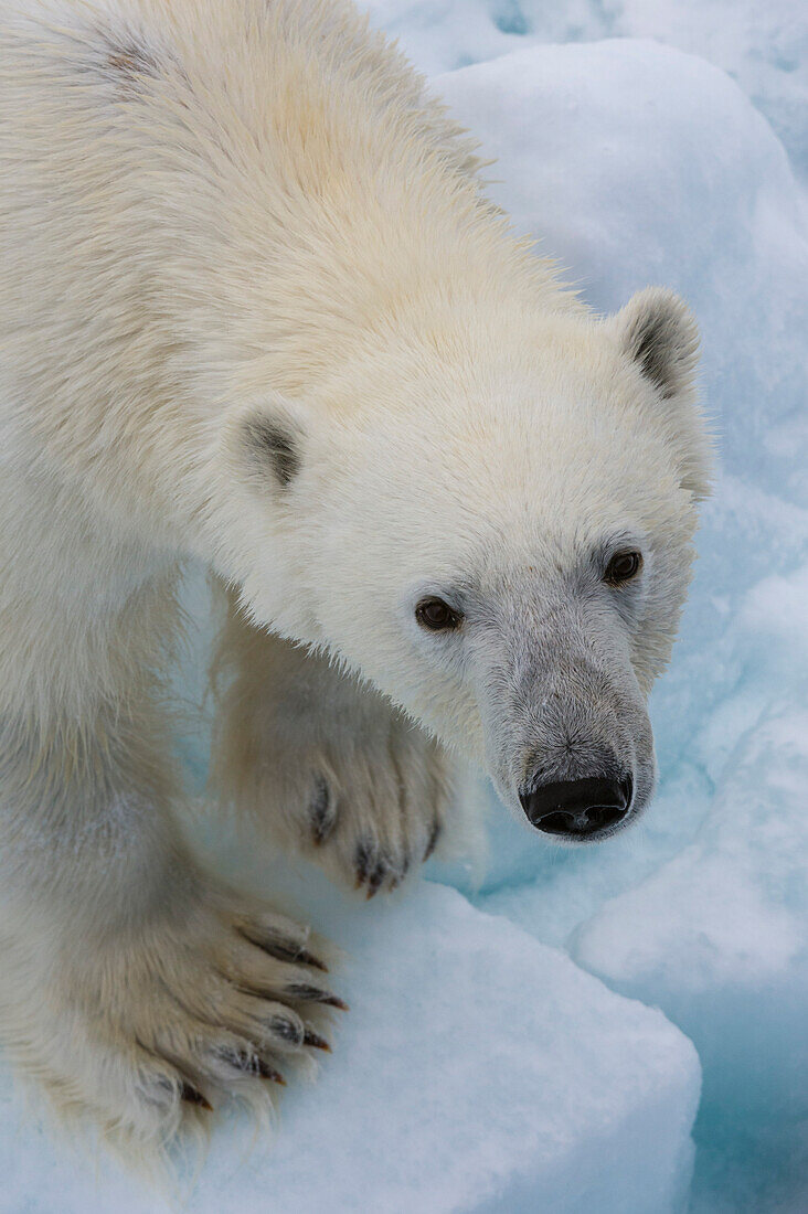 A polar bear, Ursus maritimus. North polar ice cap, Arctic ocean