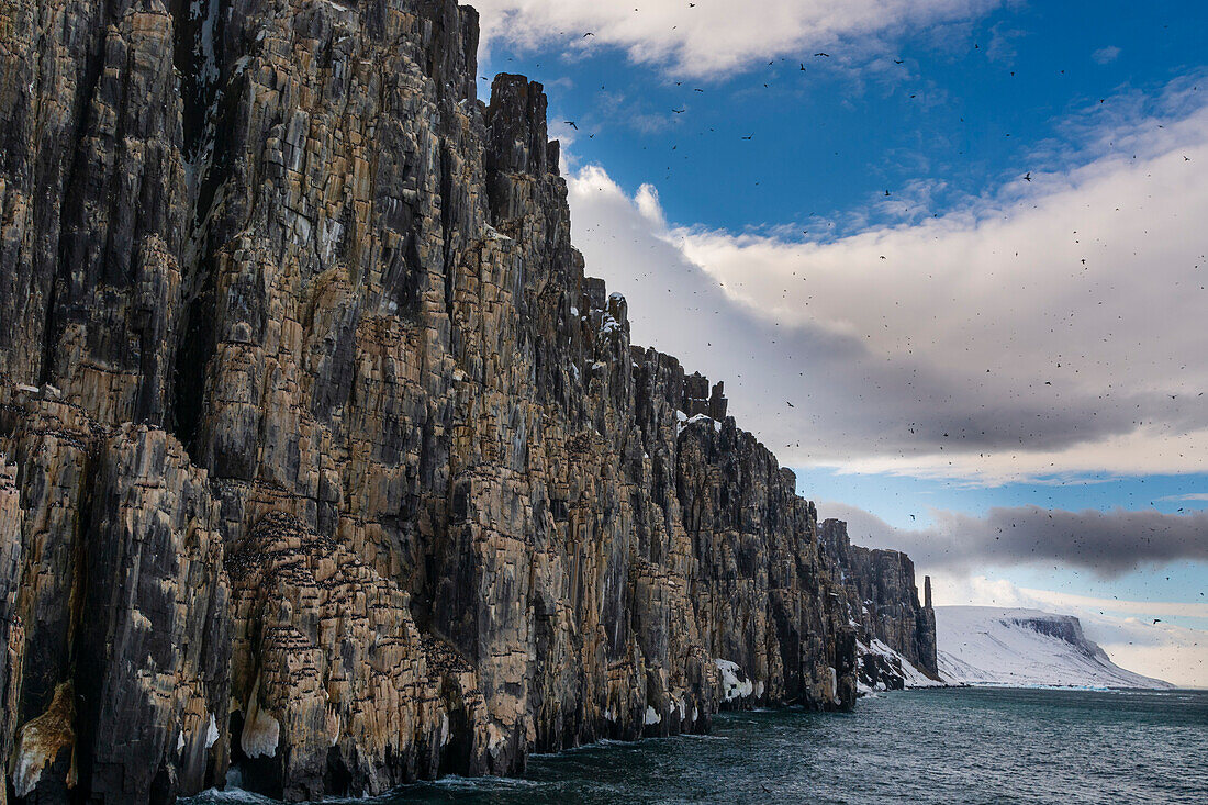 Alkefjellet cliffs full of breeding Brunnich's guillemots, Uria lomvia. Nordaustlandet, Svalbard, Norway