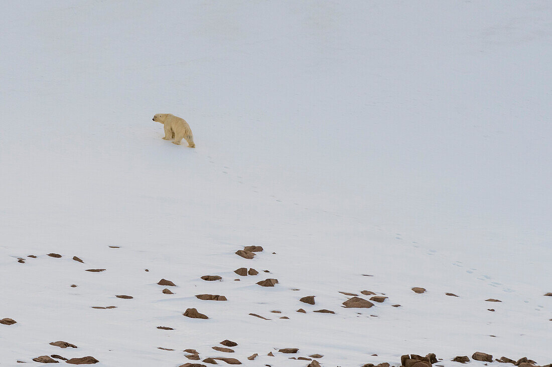 A lone polar bear, Ursus maritimus, at Wilhelmoya island. Hinlopen Strait, Nordaustlandet, Svalbard, Norway.