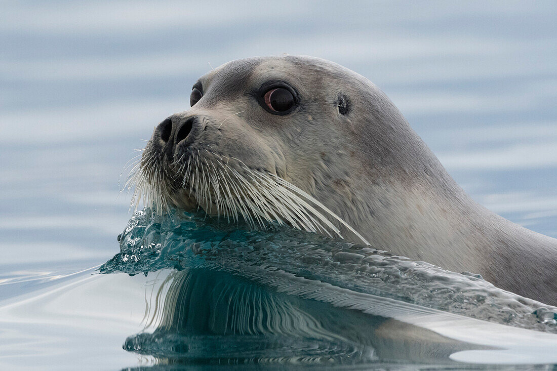 A bearded seal, Erignathus barbatus, swimming in the Arctic waters. Svalbard, Norway