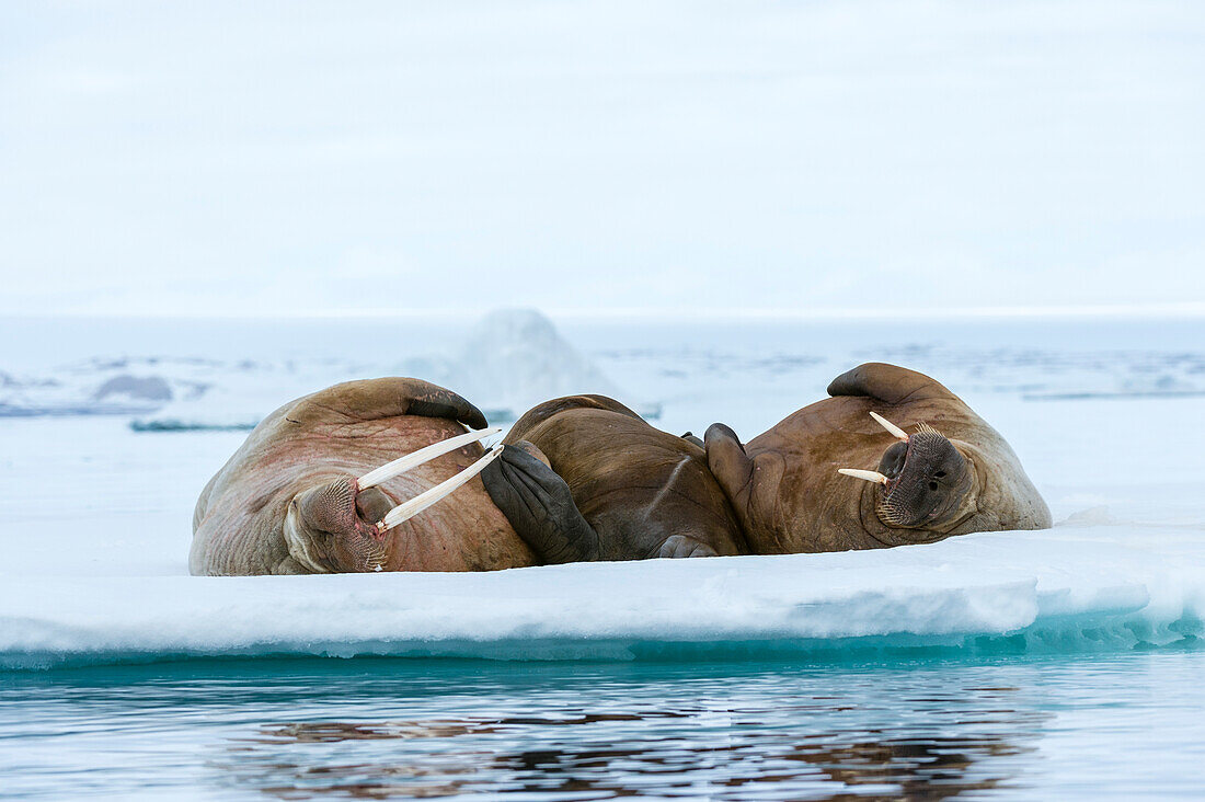 Atlantische Walrosse, Odobenus rosmarus, die auf dem Eis ruhen. Nordaustlandet, Svalbard, Norwegen