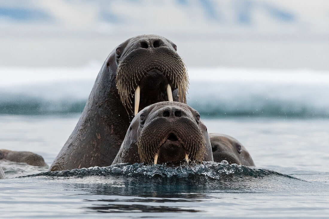 Atlantische Walrosse, Odobenus rosmarus, in arktischem Wasser. Nordaustlandet, Svalbard, Norwegen